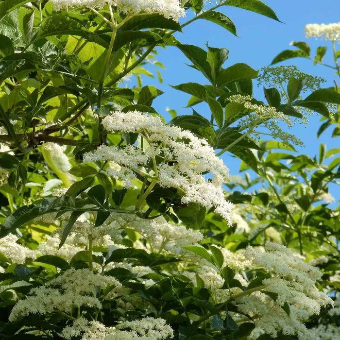 Elder Hedge (Sambucus nigra "Elderflower Bush")