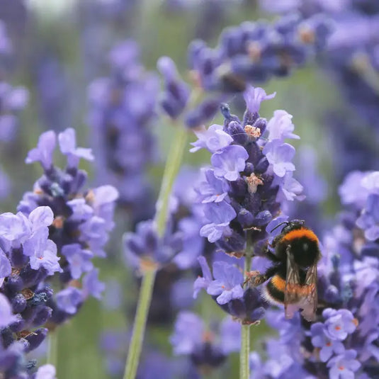 English Lavender Shrub...