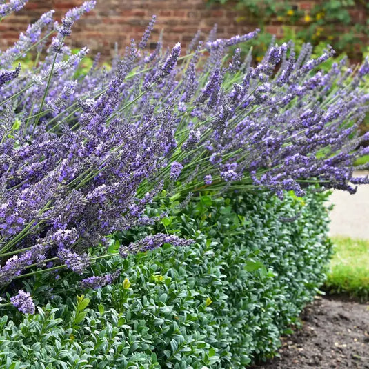 English Lavender Hedging...