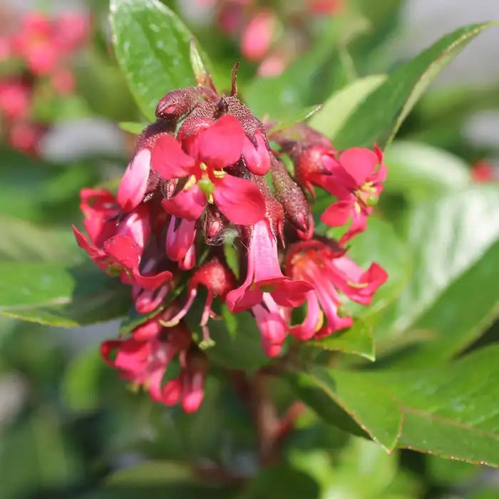 Red Escallonia Hedge (Escallonia rubra 'Macrantha')