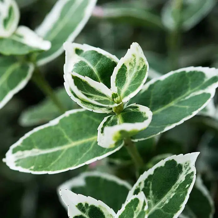 Euonymus fortunei 'Emerald Gaiety' Hedge (Euonymus 'Emerald Gaiety')