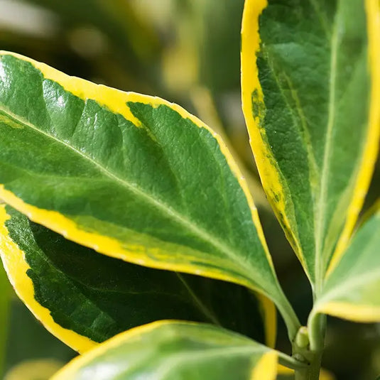 Euonymus Japonicus 'Ovatus Aureus' Shrub...