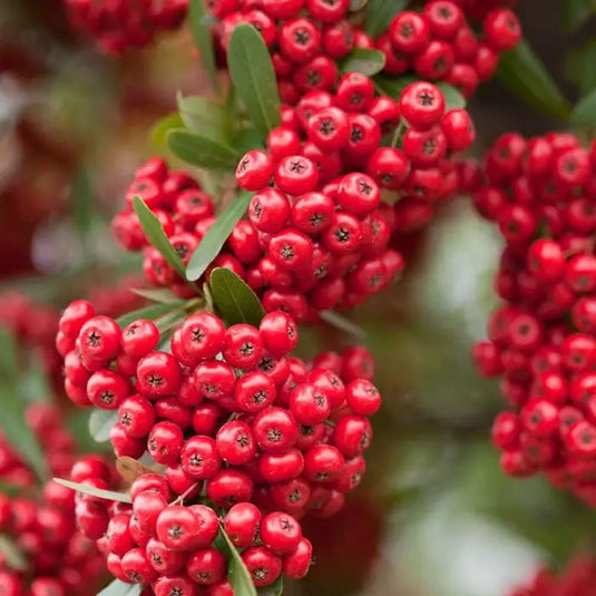 Firethorn Red Column Pyracantha Hedging...