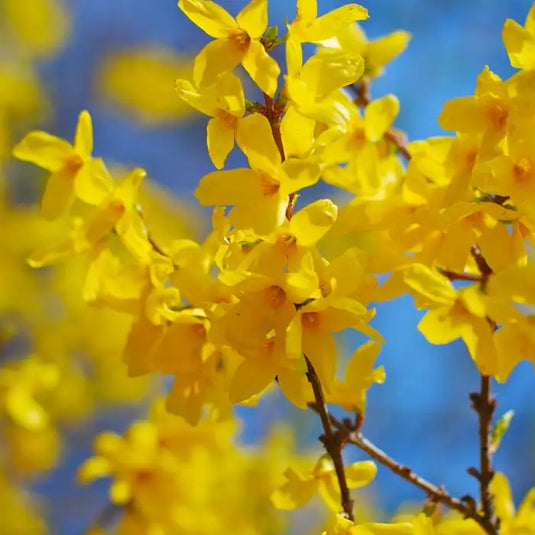 Forsythia 'Lynwood Gold' Shrub...