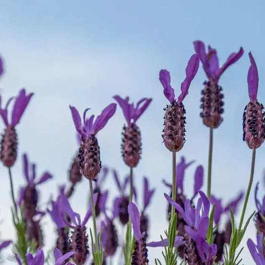French Lavender Shrub...