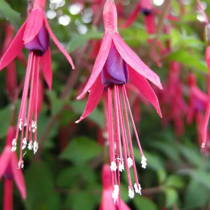 Hardy Fuchsia Hedge (Fuchsia Magellanica)