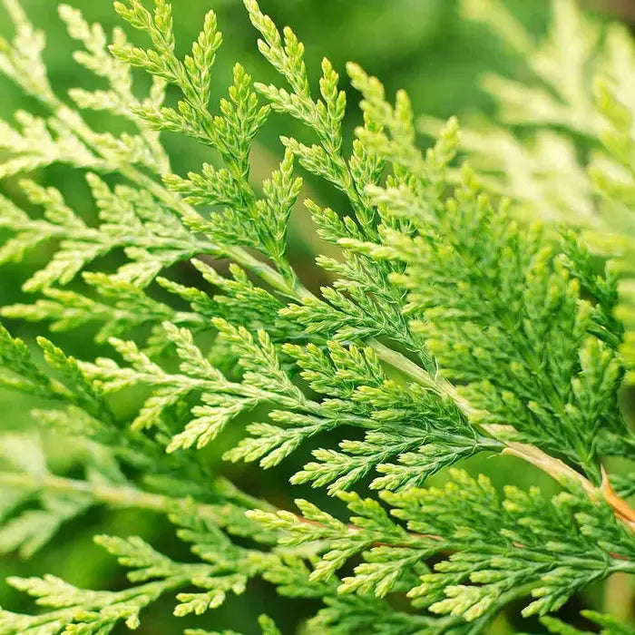 Golden Leylandii Hedge (Cupressocyparis Leylandii 'Castlewellan Gold')