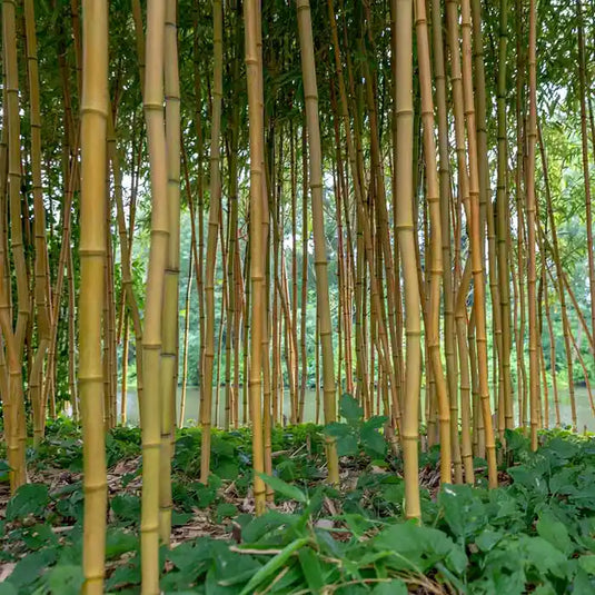 Bamboo Golden Hedging...