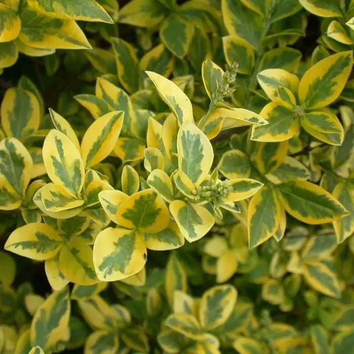 Golden Privet Bare root 60/80cm (x250) Multi-deal (Pre-order for Nov 2025)