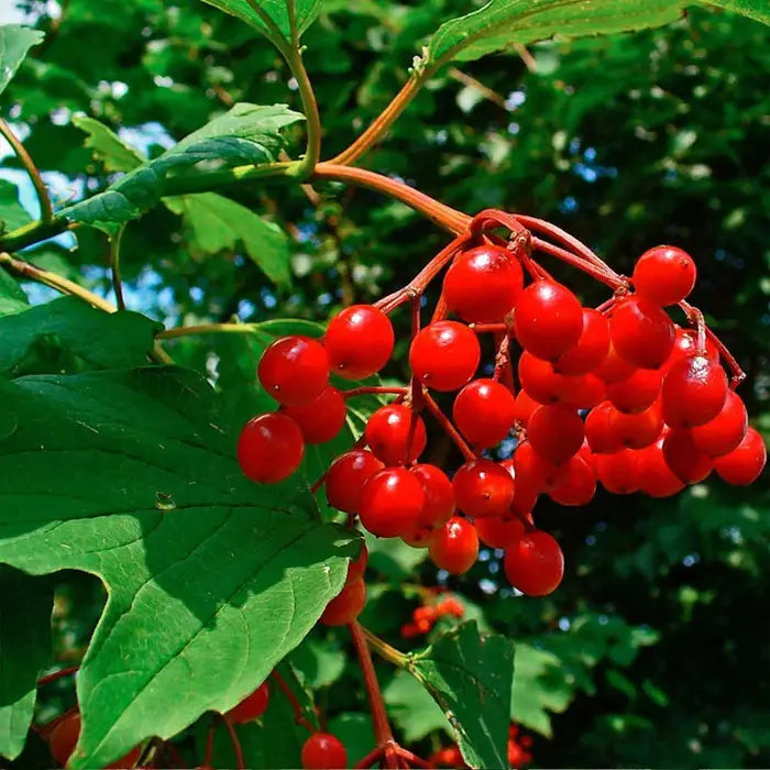 Guelder Rose Bare root 100/125