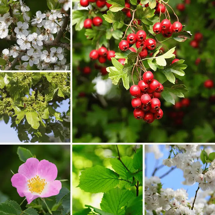Hawthorn Based Mixed Native Hedging