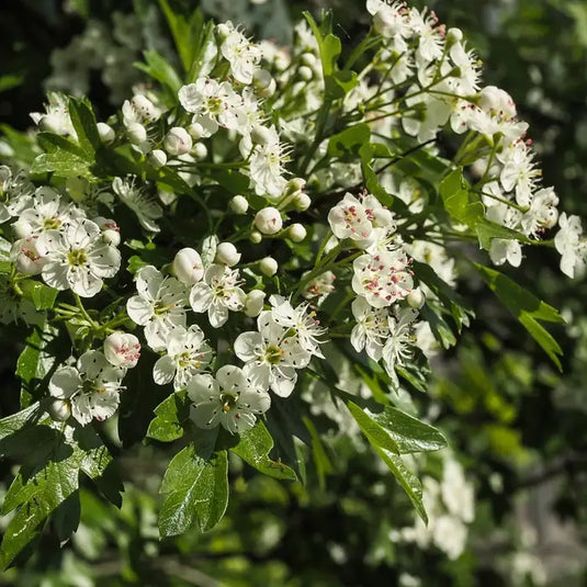 Hawthorn Hedging...