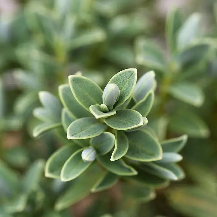 Hebe Sutherlandii Hedge (Hebe pinguifolia Sutherlandii)