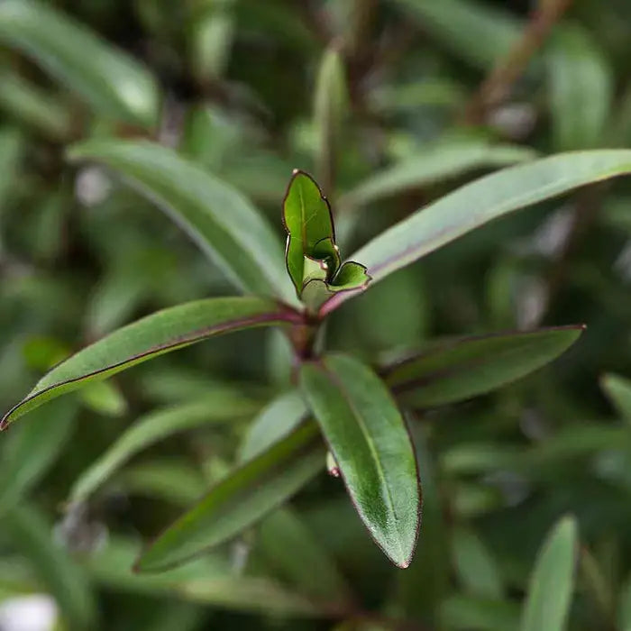 Hebe Mrs Winder Hedge (Hebe 'Warleyensis')