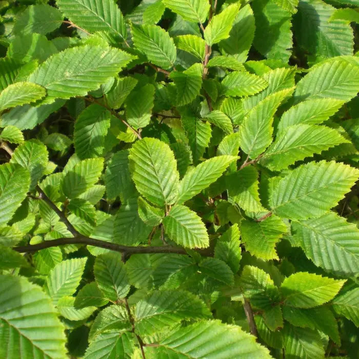 Hornbeam hedging Bare root 100/125