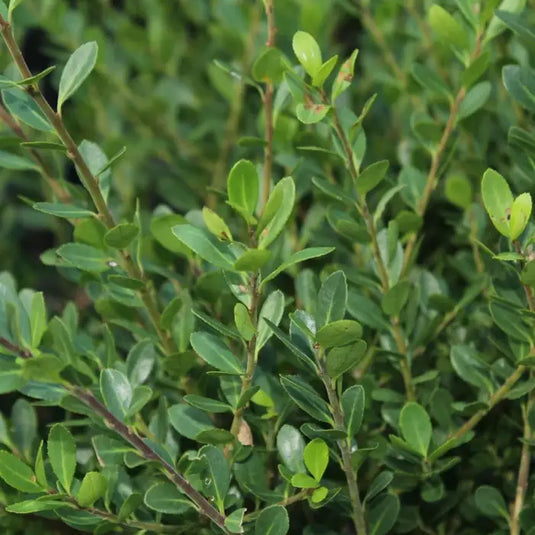Ilex Crenata Japanese Holly Hedging...
