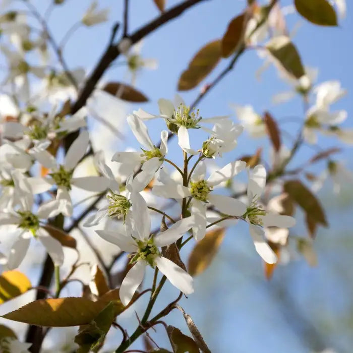 Juneberry Pot Grown 2L 40/60