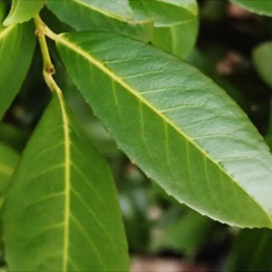 Cherry Laurel Caucasica Hedging...