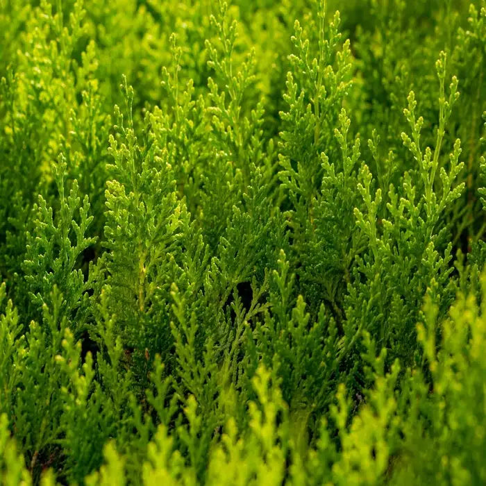 Green Leylandii Pot Grown 5L 40/60