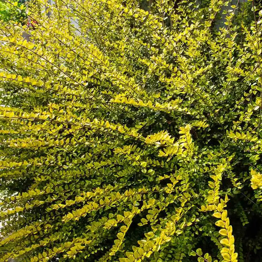 Lonicera Nitida Baggesen's Gold Shrub...