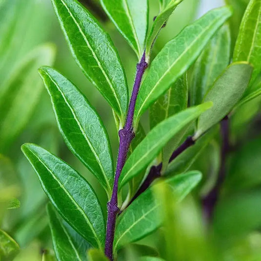 Lonicera Pileata Shrub...
