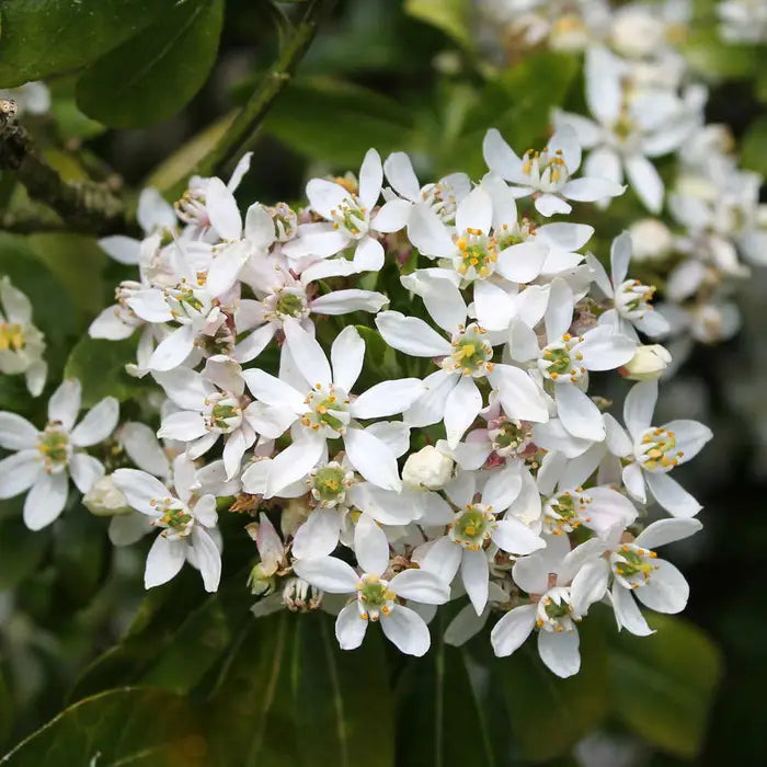 Mexican Orange Blossom Hedge (Choisya ternata)