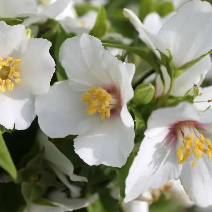 Mock Orange Hedge (Philadelphus 'Belle Etoile')