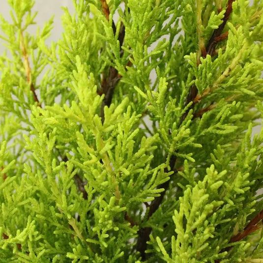 Monterey Cyprus 'Goldcrest' Shrub...