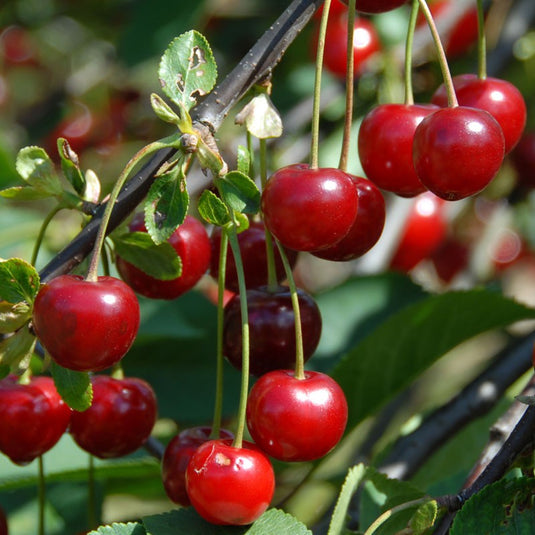 The Morello Cherry Tree...