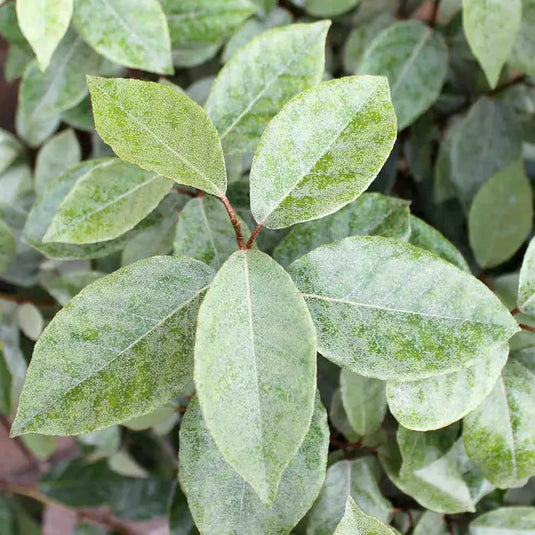 Oleaster 'Silverberry' Hedging...