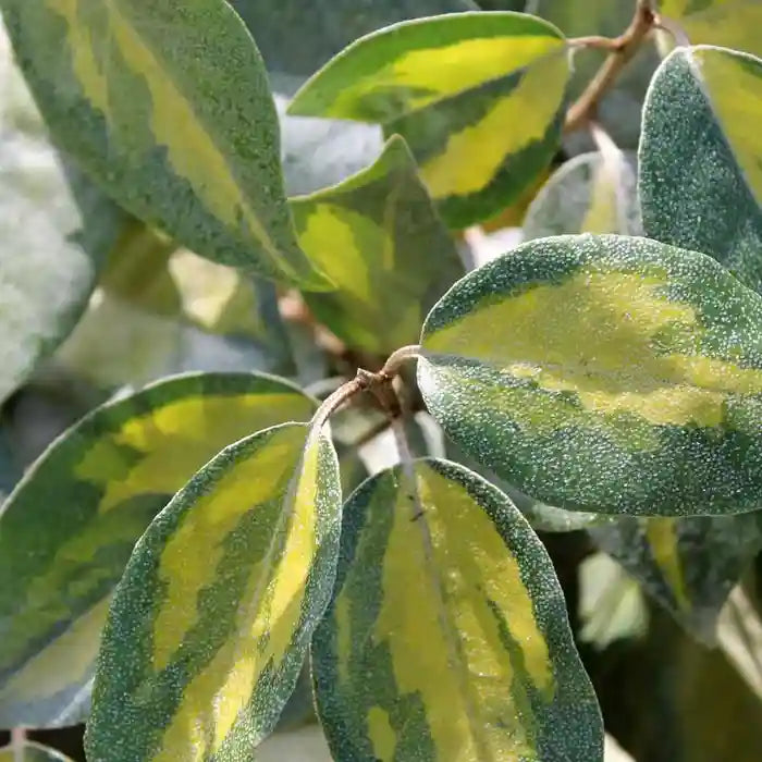 Oleaster 'Limelight' Hedge (Elaeagnus x ebbingei 'Limelight')