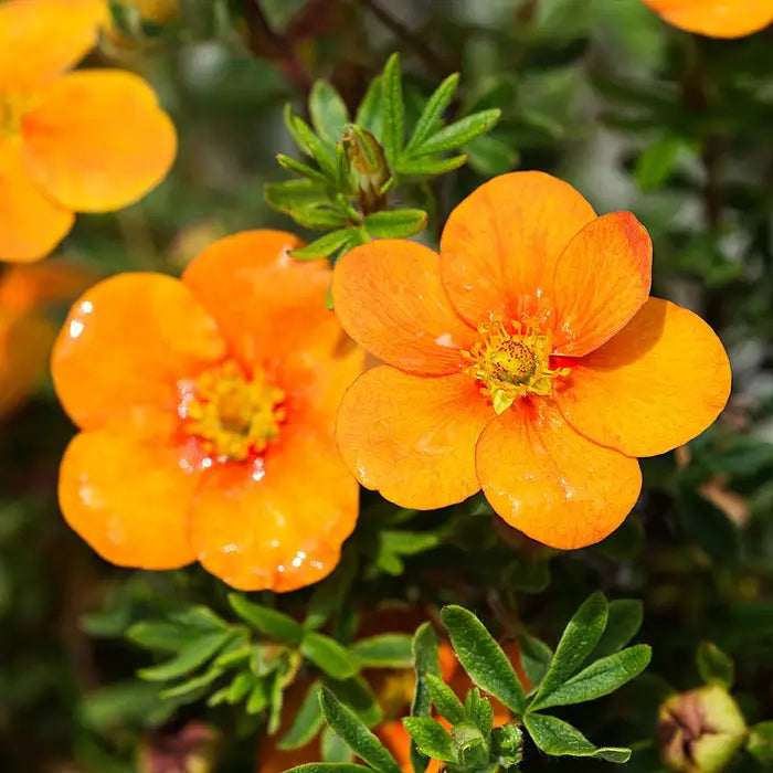 Orange Potentilla Hedge (Potentilla fruticosa 'Tangerine')