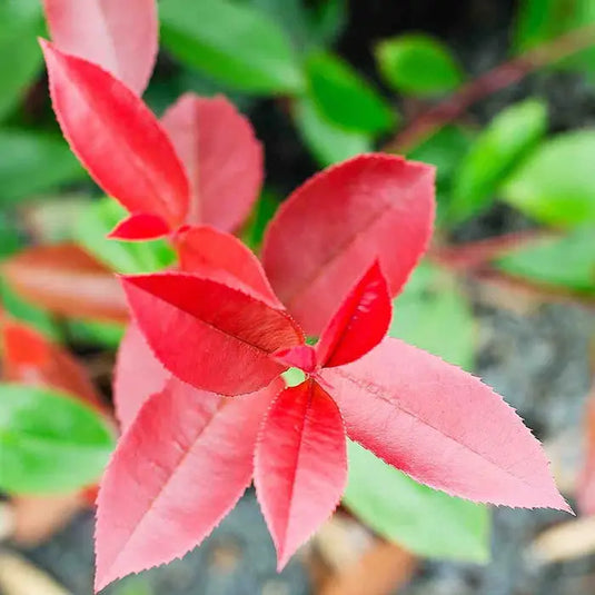 Photinia 'Little Red Robin' Hedging...