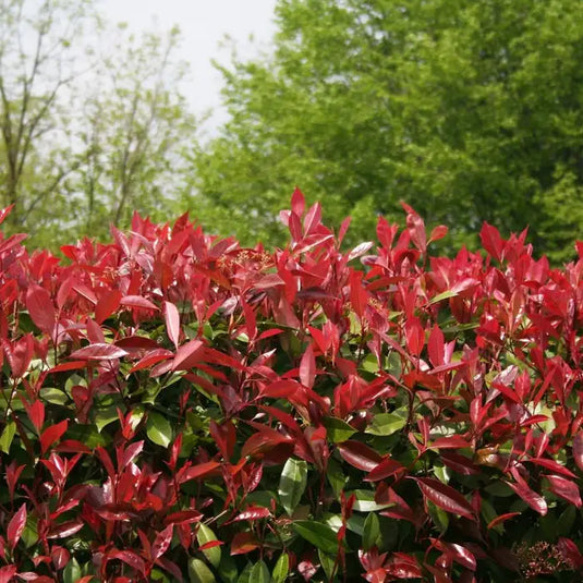 Photinia ‘Red Robin’ Hedging...