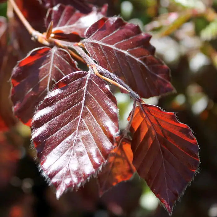 Purple Beech Instant Hedging 80/100 1m Trough (x3) Multi-deal