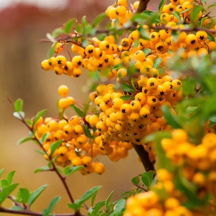 Yellow Firethorn Hedge (Pyracantha 'Soleil d'Or' Yellow Berries)