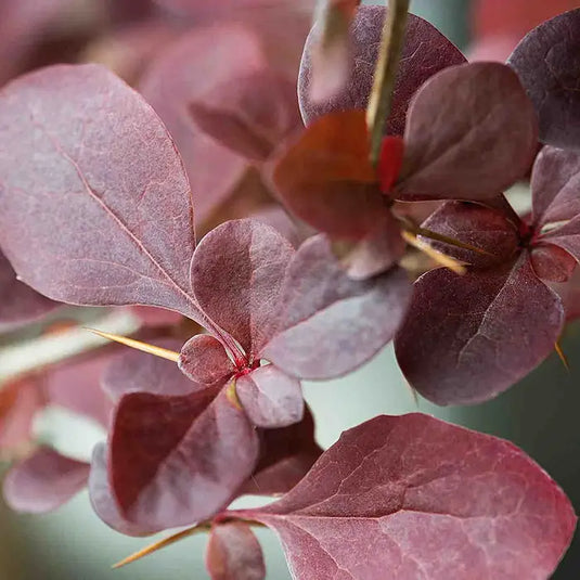 Berberis Red Leaf Hedge...