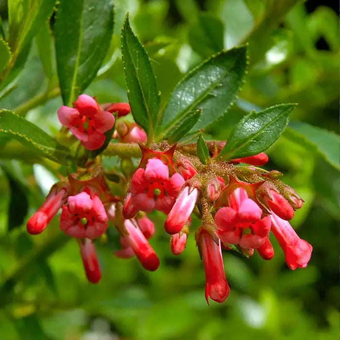 Red Escallonia Hedge (Escallonia rubra 'Macrantha')