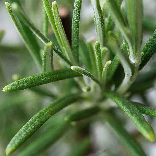 Rosemary Shrub...