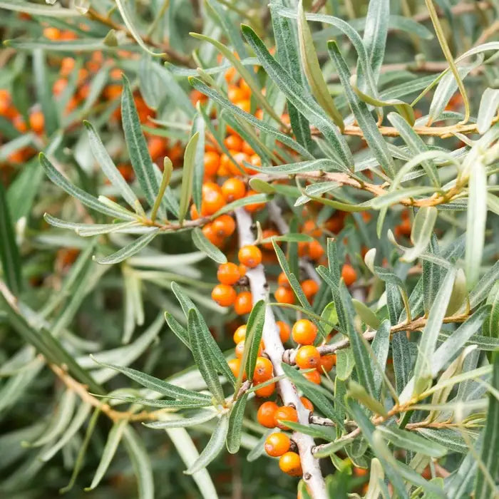 Sea Buckthorn Hedge (Hippophae rhamnoides)