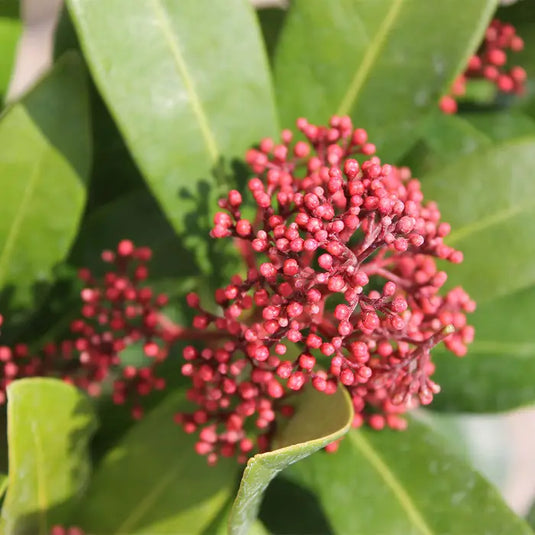 Skimmia 'Rubella' Shrub...