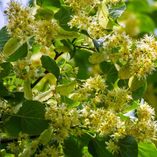 Small-Leaved Lime Pleached Tree (Tilia Cordata)