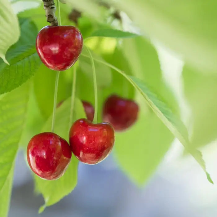Stella Cherry Fruit Tree Hedge (Prunus avium 'Stella')