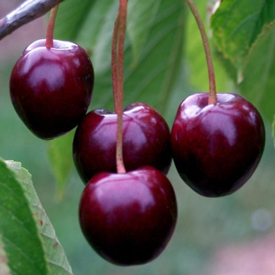 The Stella Cherry Tree...