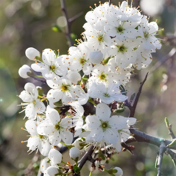 Sunburst Cherry Fruit Tree (Prunus avium 'Sunburst')