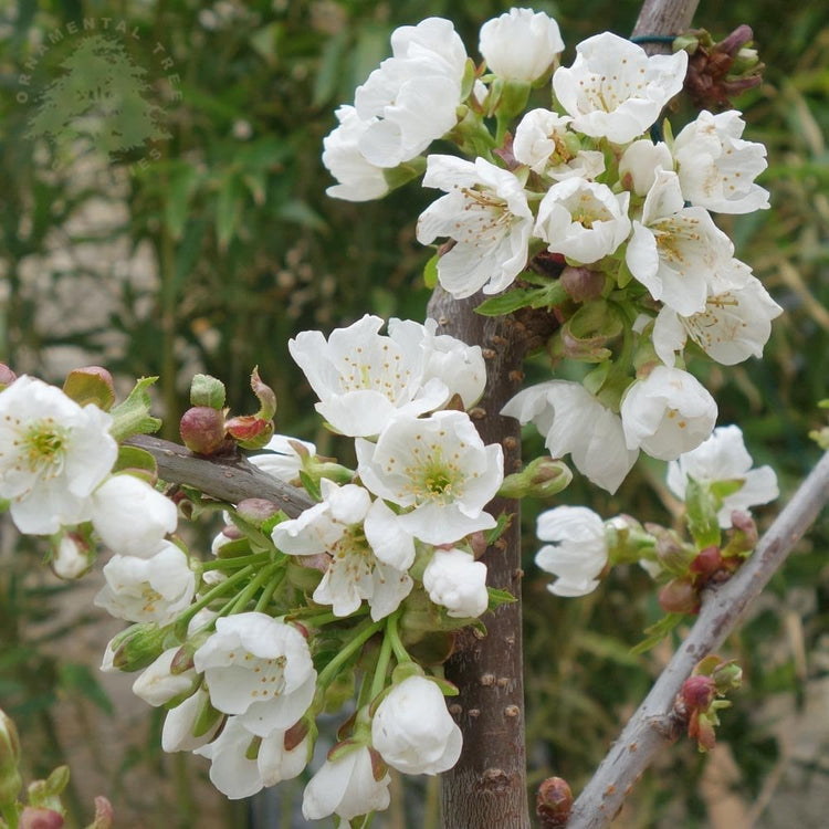 Sunburst Cherry Fruit Tree (Prunus avium 'Sunburst')