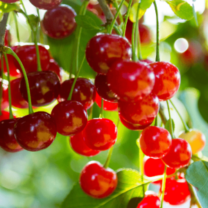 Sunburst Cherry Fruit Tree (Prunus avium 'Sunburst')