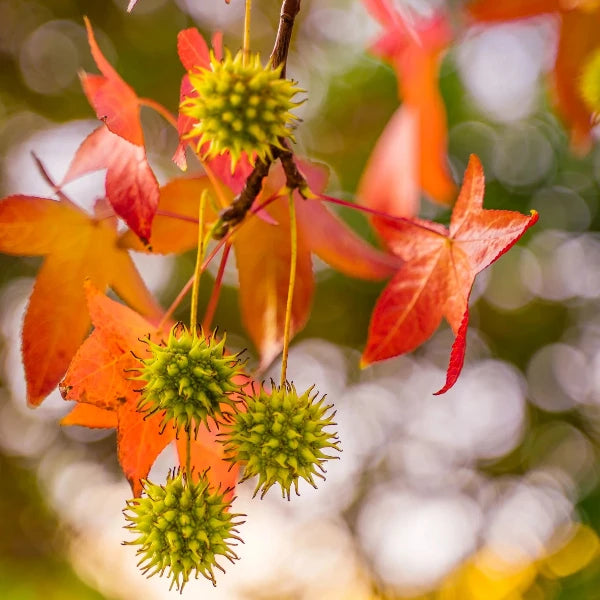 Sweetgum Pleached Tree (Liquidambar Styraciflua)