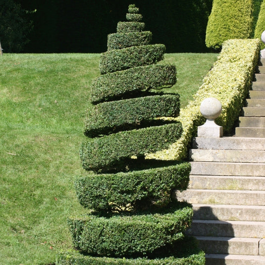 Spiral Topiary