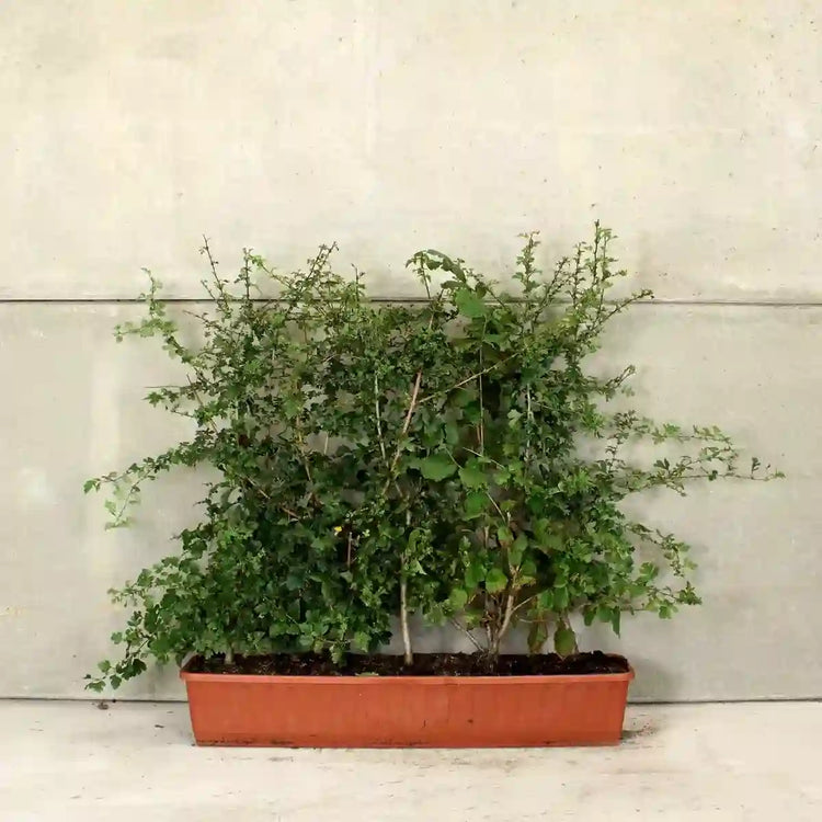 Trough Mixed Native Hedging